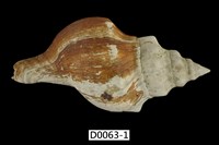 藏品(大赤旋螺)的圖片